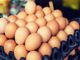 A processo per le uova al Fipronil: dopo quattro anni si va a sentenza