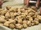 Tartufo bianco di Alba: ci aspettano due mesi di maggior produzione