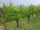Primi bilanci: a Treiso e Mango la grandine ha creato seri danni ai vigneti