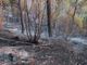 Vasto incendio boschivo a Cossano Belbo: Vigili del Fuoco e volontari Aib da ore al lavoro per contenere le fiamme [FOTO E VIDEO]