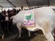 Venerdì 17 dicembre la Fiera Internazionale del Bue Grasso di Carrù raddoppia