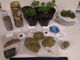 Coltivava e deteneva marijuana per curarsi l'emicrania: assolto un 31enne di Piasco