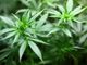 Saluzzo, ventenne condannato a sei mesi per spaccio di marijuana a una minorenne