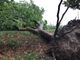 Violentissimo temporale sul Cuneese: allagamenti, alberi caduti e tetti scoperchiati (Foto e video)