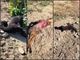 Branco di lupi sbrana quattro alpaca in zona Picco Alta di Dronero [VIDEO]