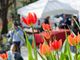 Proposte per trascorrere la prima domenica di primavera nella Granda