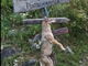 Carcassa di lupo ritrovata impiccata in frazione Villaretto di Pontechianale