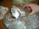 In manette un 25enne di Cuneo: in casa aveva 60 grammi di coca e 350 di marijuana