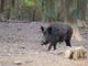 Cinghiale assale e uccide un cacciatore nei boschi di Vicoforte