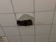 Crolla una porzione di soffitto ai licei di Mondovì [VIDEO]