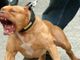 Cuneo, pitbull aggredisce e uccide un cagnolino al parco fluviale