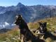 Individuato il cacciatore che ha ucciso i cani del Rifugio Lago Verde