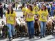 A Bobbio Pellice il bestiame sfila ‘aspettando’ le bici