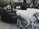 Nacque dalla Sagra dell’Uva e diede i nomi e i numeri alle vie: la Pro loco ricorda i suoi 50 anni