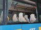 Un gruppo di ragazzi rompe il vetro di un pullman Gtt
