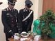 Viola l’obbligo di stare in casa per spacciare in strada: pinerolese “pizzicato” dai carabinieri di Bricherasio (VIDEO)