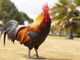 Disturbava il sonno dei lusernesi: la Polizia locale fa allontanare un gallo