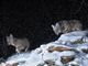 Dall’orso bruno alla lontra: scatti di predatori alpini a Pragelato