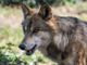 “La Regione prenda in mano la questione lupo: la presenza dell’uomo in montagna è a rischio”