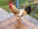 Il gallo che disturbava il sonno è stato accolto nella frazione di Luserna