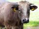 La sostenibilità degli allevamenti bovini: se ne discute al Prever di Pinerolo