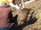 Famiglia di Torre Pellice libera un capriolo in Val Germanasca
