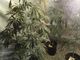 Duello in Comune sulla coltivazione di marijuana al Palaghiaccio