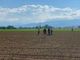 Agricoltore viene travolto dalla sua mucca in fuga a Riva di Pinerolo