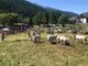 Pragelato ha una nuova miss: oltre alla mucca anche la manza