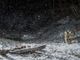 Sette mesi sulle tracce dei lupi: le foto a Pragelato