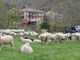 San Germano Chisone attende 180 capi di bestiame per la Mostra zootecnica
