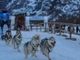 La gara europea di sleddog si farà: intesa tra Comune di Pragelato e organizzatori