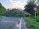 Vigone: un albero si abbatte sulla Provinciale 129