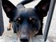 Villafranca Piemonte: il cane Diablo avvelenato mentre era in cortile e lotta per la vita