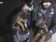 Sgominato traffico di cani di razza: la Polizia salva mamma e cuccioli malinois maltrattati