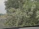 Carmagnola. grosso albero cade sulla A6: code sulla Torino-Savona