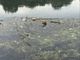 Un tuffo dove non c'è il mare. Anche Torino manifesta per chiedere fiumi e laghi più puliti