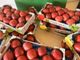 Dalla crisi climatica al caro materiali: il comparto frutticolo si prepara alle prossime sfide [FOTO E VIDEO]