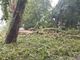 Tragedia sfiorata sul Lungo Po Michelotti: enorme albero crolla sulla pista ciclopedonale