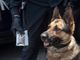 Il fiuto dei cani fa scoprire la droga nascosta nella spazzatura e nelle aiuole di Aurora e Porta Palazzo