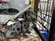 La Carica dei 101 a Chivasso: scoperto in un capannone allevamento abusivo di cani che poi venivano venduti online a prezzi altissimi