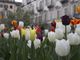 Torino si colora grazie a &quot;Messer Tulipano&quot; del Castello di Pralormo: piantati 1.000 fiori alla riapertura del giardino di Palazzo Cisterna
