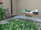 Pensionato si ricicla come spacciatore: in casa nascondeva marijuana e una piccola coltivazione di cannabis [VIDEO]