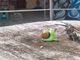 Sgomberata la &quot;Barca occupata&quot; di via Avondo: vetri rotti, mura imbrattate e materassi fatiscenti [FOTO]