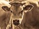 Tragico incidente in una azienda agricola, allevatore ucciso da una mucca