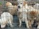Busto: cucciolata abbandonata vicino MalpensaFiere. VIDEO