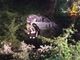 Auto fuori strada sulla Vergiate-Besozzo finisce nella scarpata: cinque giovani feriti, grave una diciassettenne