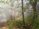 Vento e incendi nel Varesotto, in fiamme i boschi di Vergiate