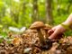 Cade nei boschi del Ticino, serie ferite per un fungiatt 86enne italiano