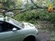 FOTO. Grosso albero cade in viale Europa colpendo un veicolo di passaggio: paura stamattina a Varese e traffico in tilt